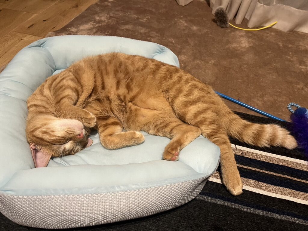 猫じゃらしやお気に入りの寝床でくつろぐ茶トラ猫おもち