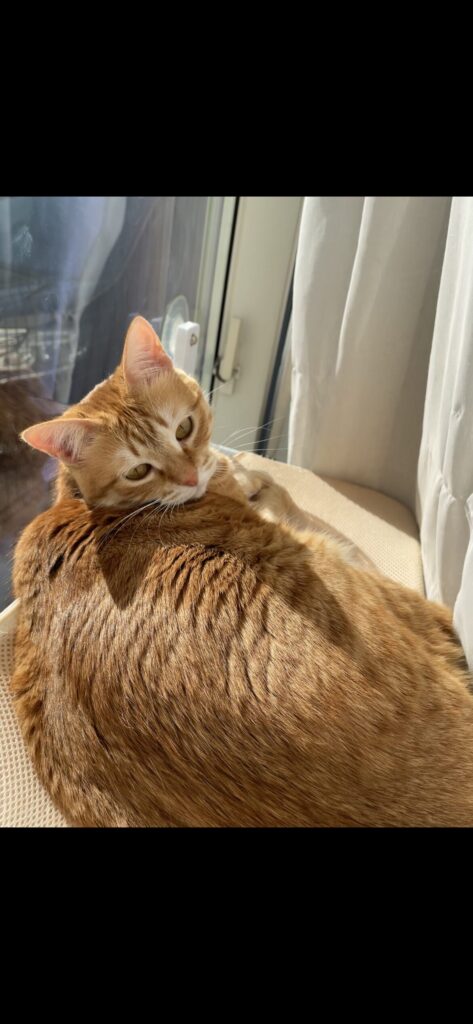 猫窓ハンモックでくつろぎながら振り返る茶トラ猫おもち(GUUSII HOME 6kg・甘えん坊女子)