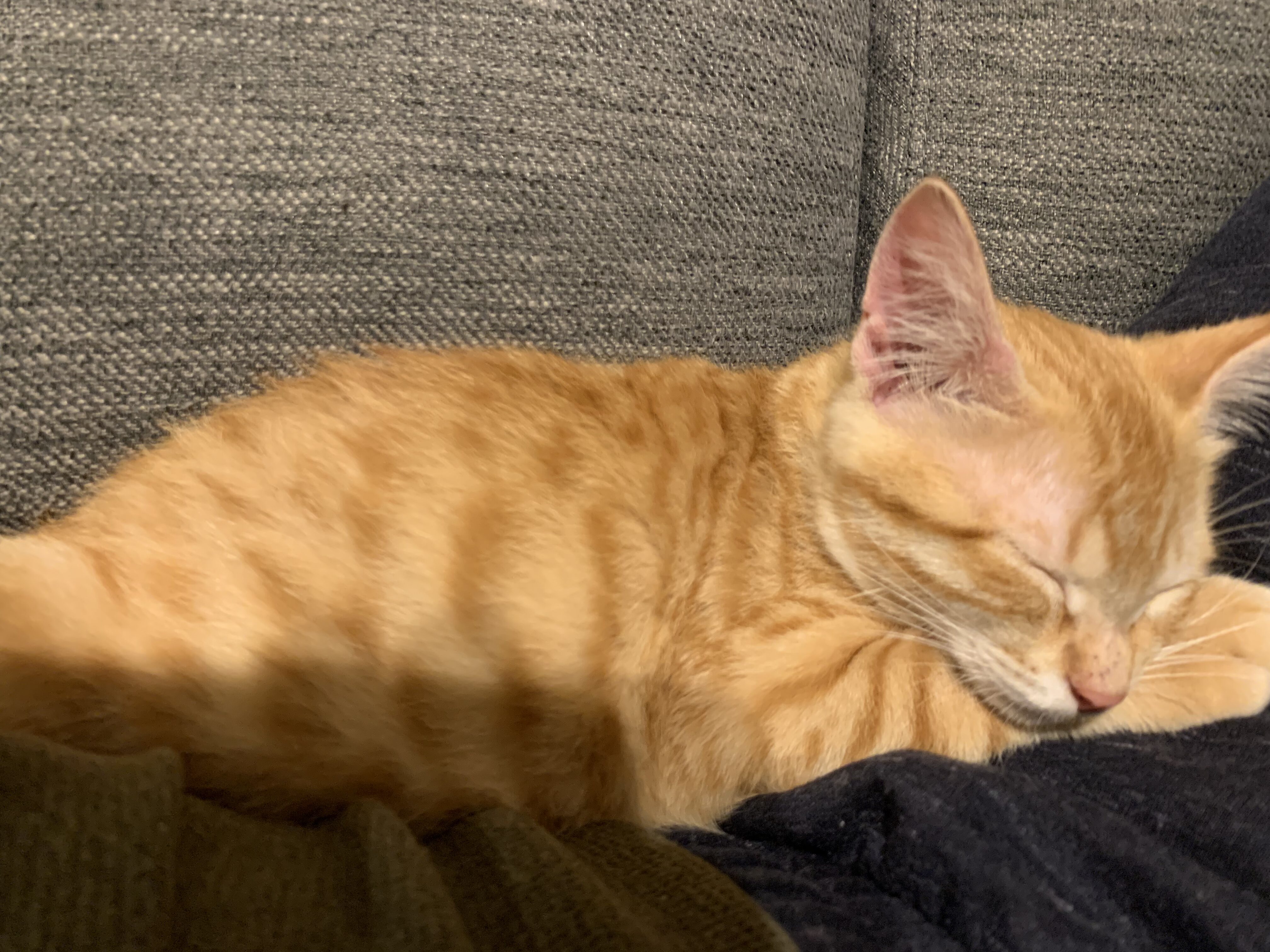 飼い主のお腹の上で寝る甘えん坊な茶トラ猫おもち