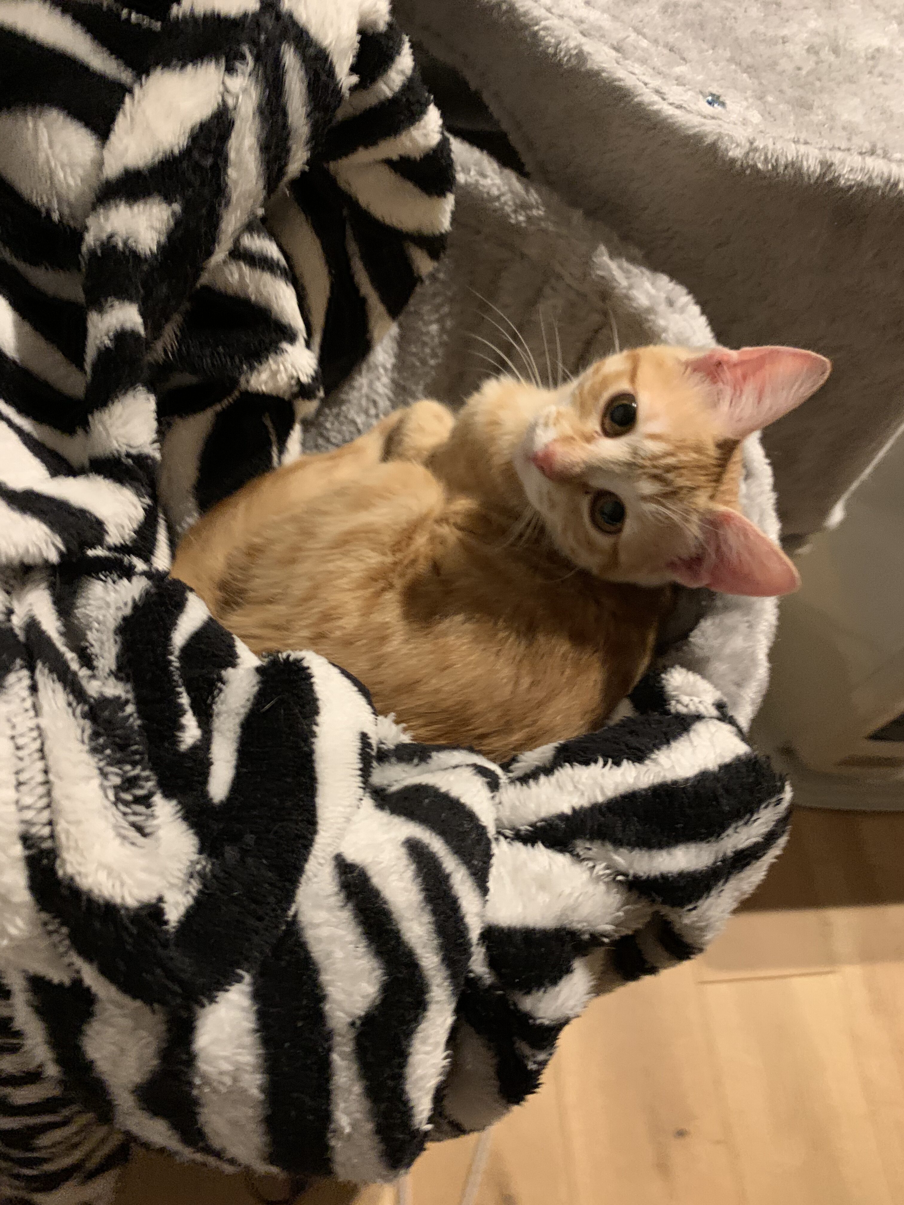 ハンモックやキャットタワーで寝る茶トラ猫おもち（離れた場所のお気に入りスポット）
