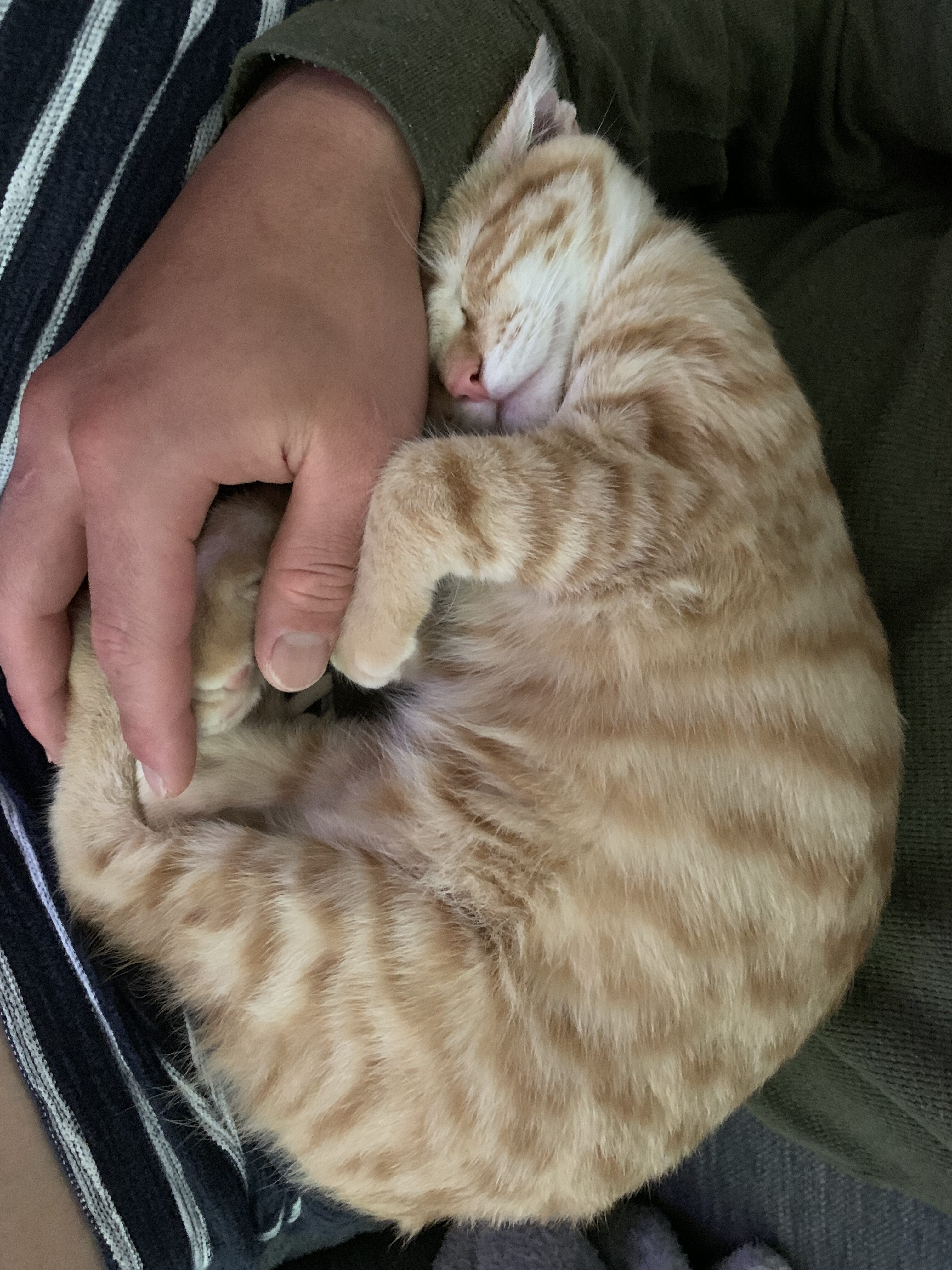 飼い主の足の上で寝る茶トラ猫おもち