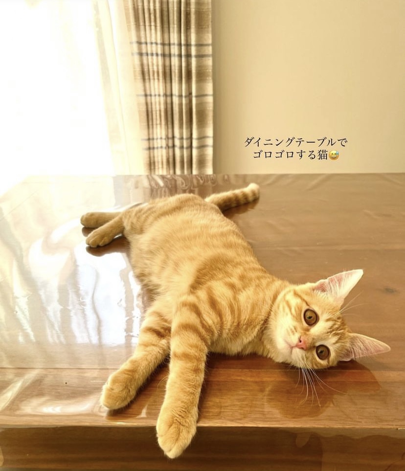 枕の上で寝る茶トラ猫おもち（飼い主の顔の近くは最大の信頼サイン）