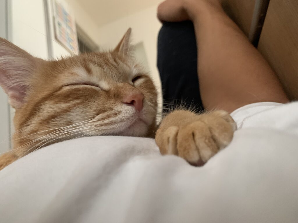 飼い主の体の上で寝る甘えん坊な茶トラ猫おもち