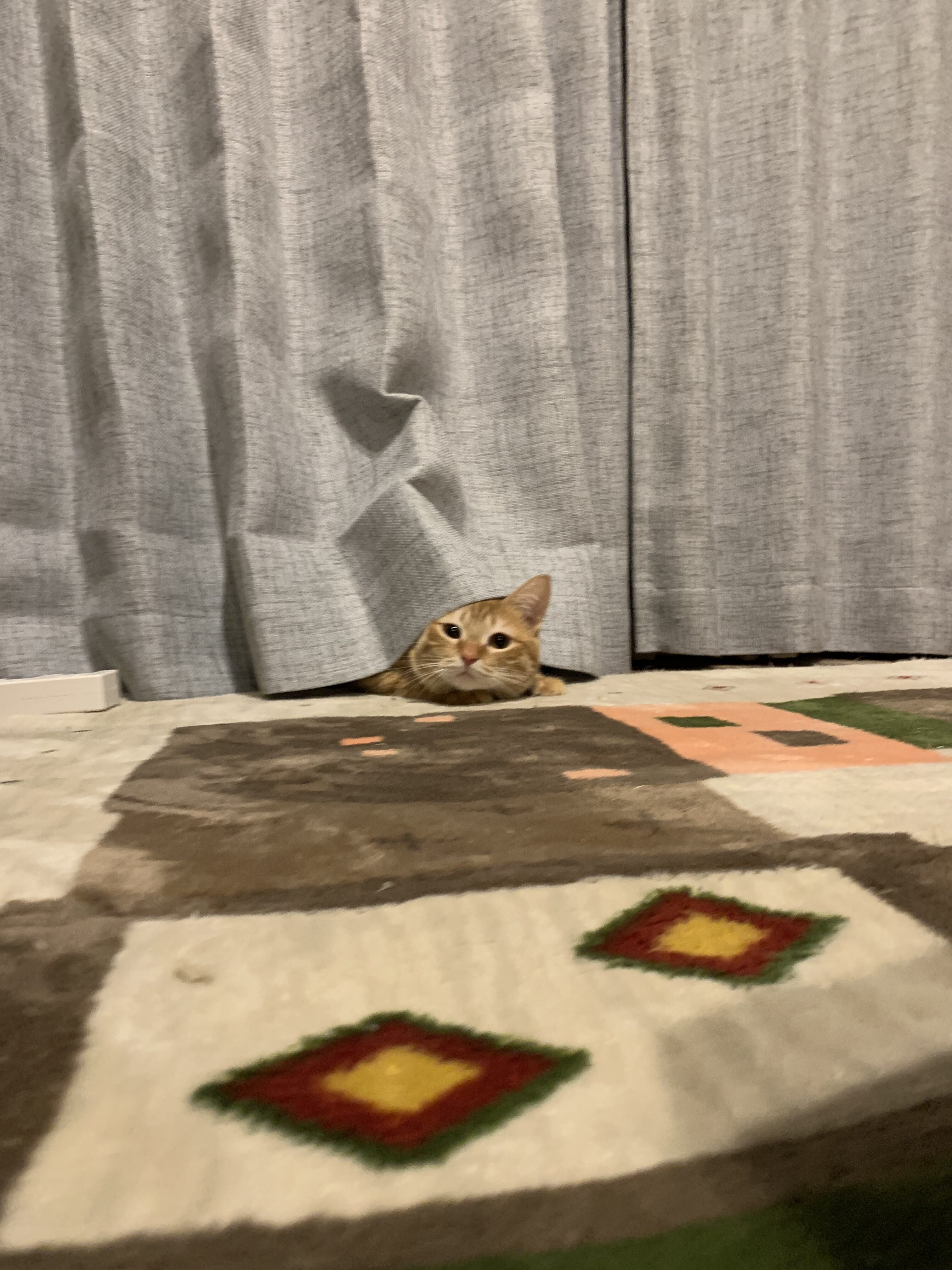 茶トラ猫おもちの締めの一枚