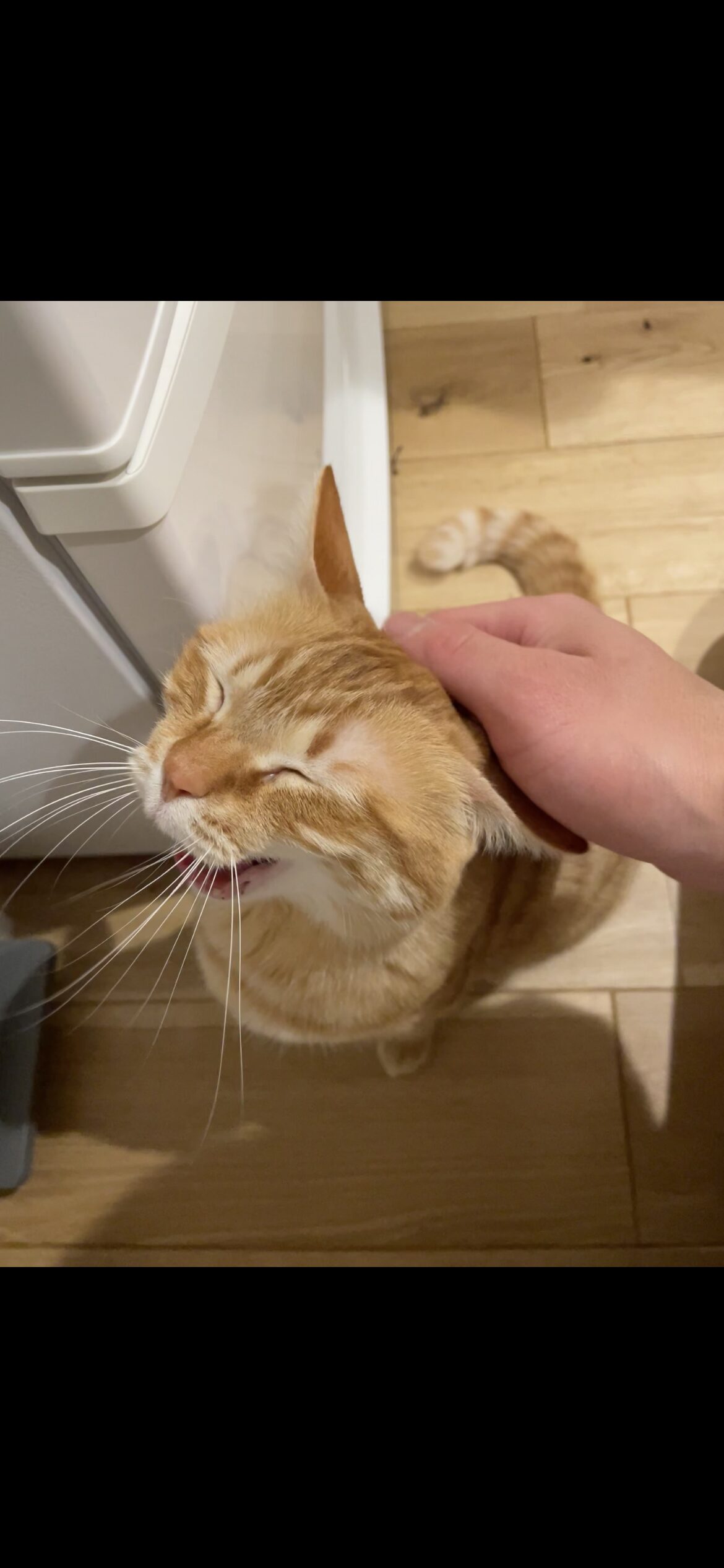 撫でられて落ち着いている茶トラ猫おもち(締めの一枚)
