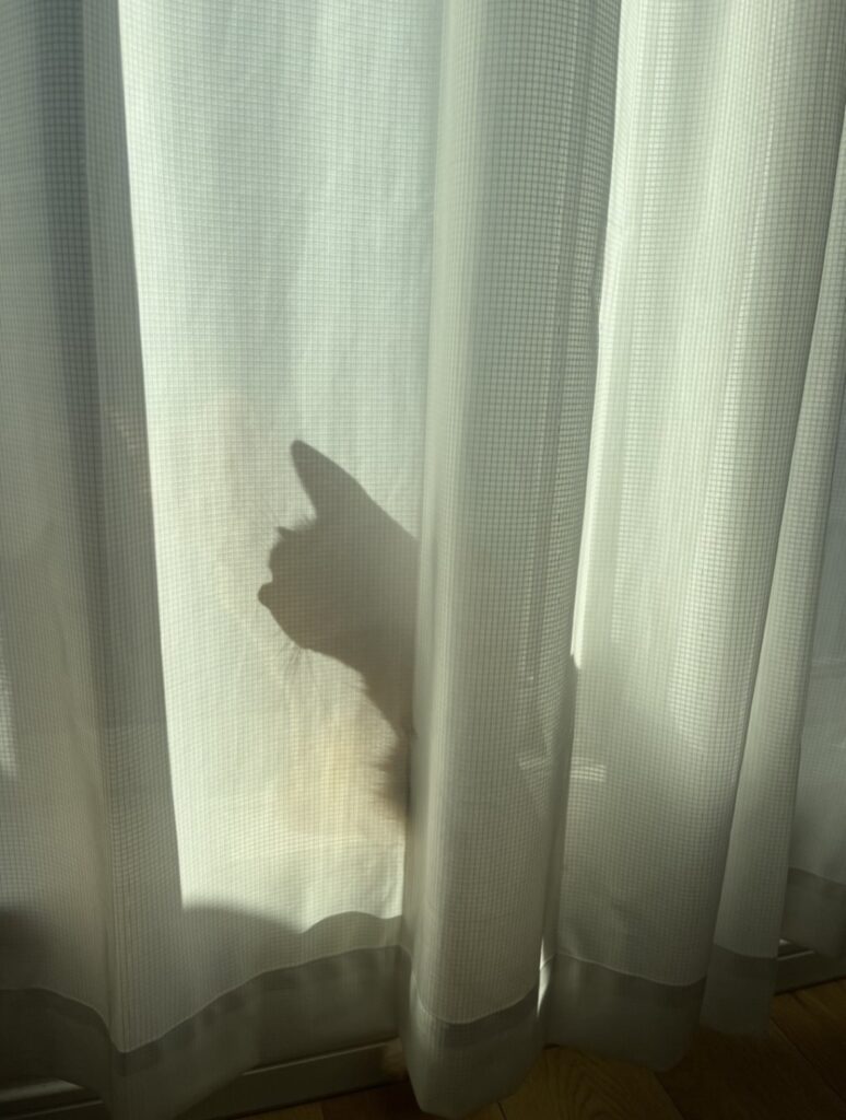 玄関でお見送り・お迎えする甘えん坊な茶トラ猫おもち