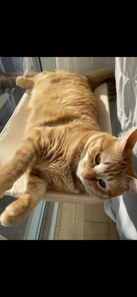 猫窓ハンモックでリラックスする茶トラ猫おもち(GUUSII HOME 6kg愛用レビュー)