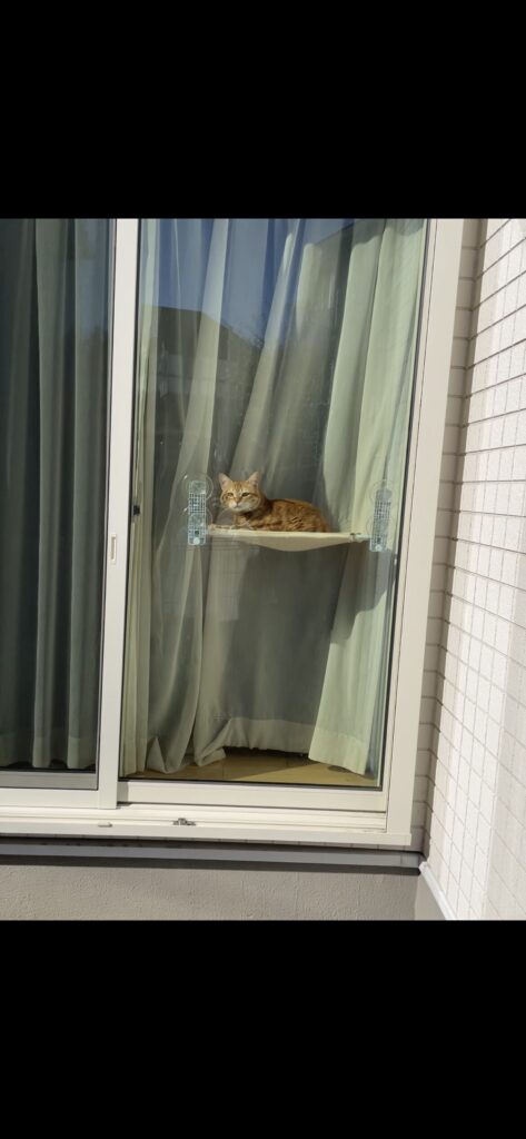 猫窓ハンモックから外を観察する茶トラ猫おもちの横顔