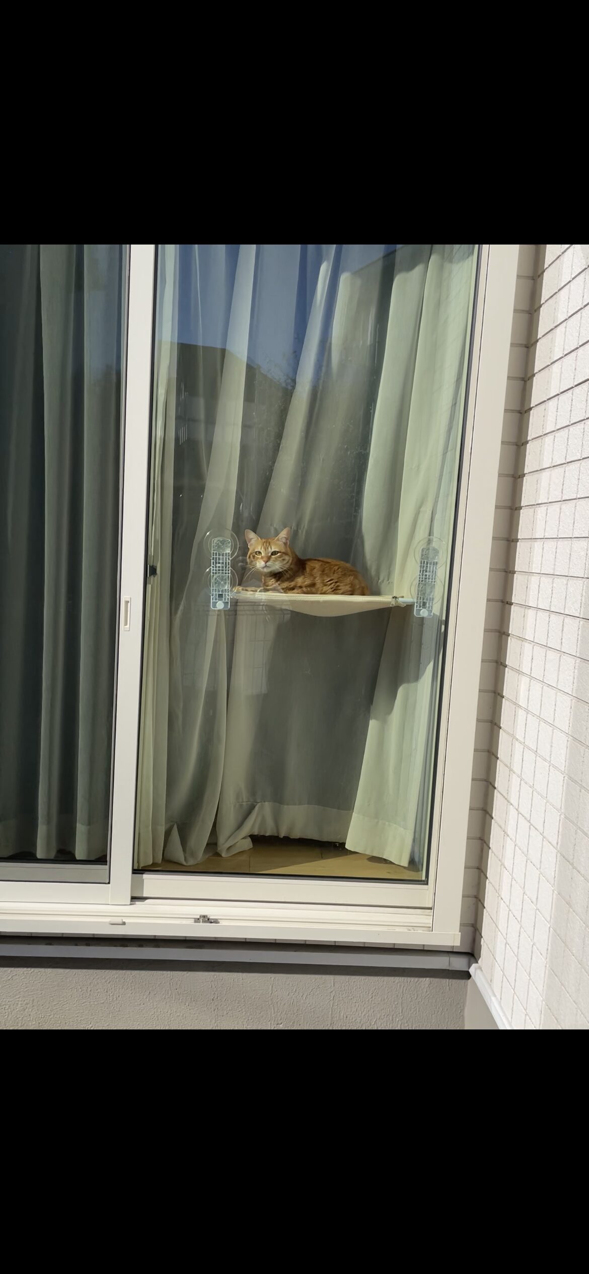 窓辺で外を眺める茶トラ猫おもち（猫が窓の外をじっと見ている理由を解説する記事のメイン画像）