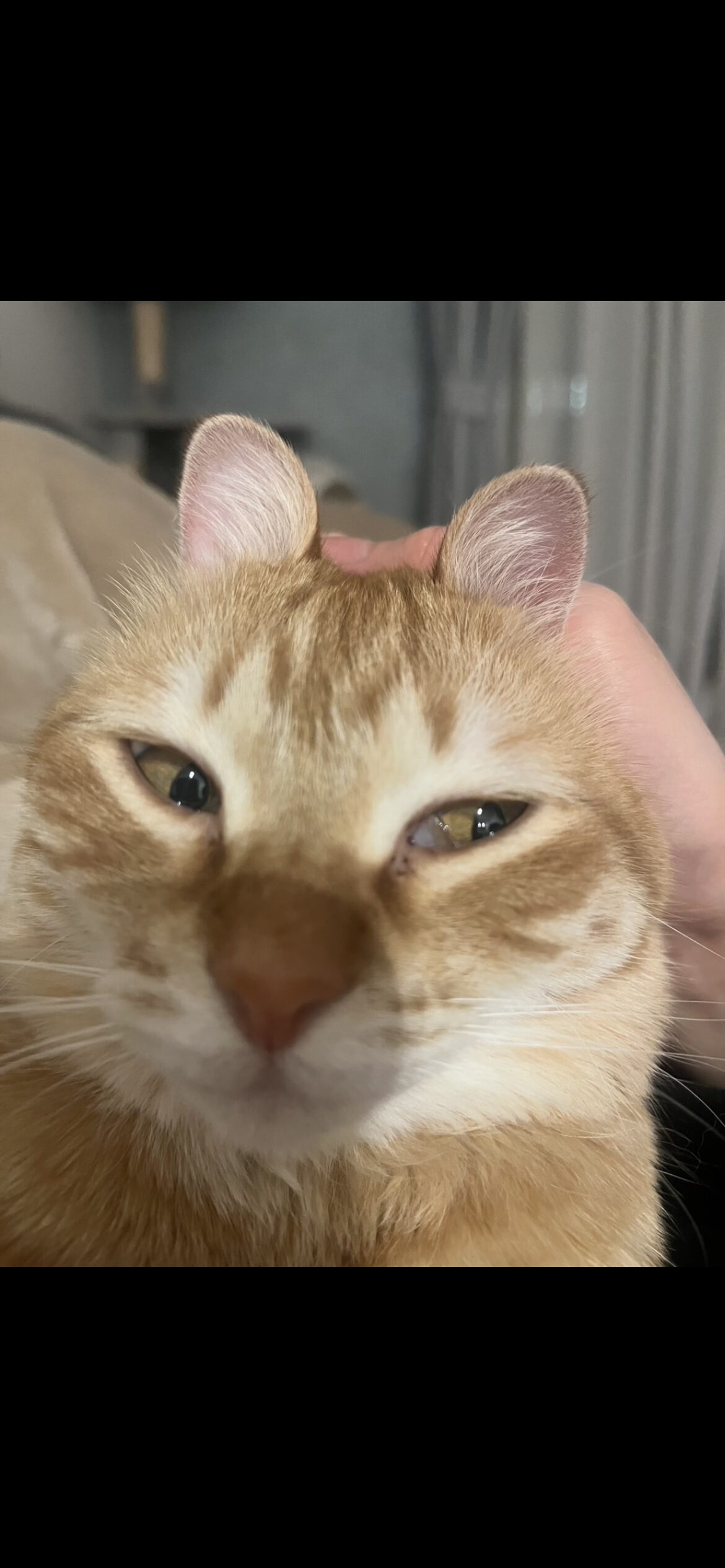 茶トラ猫おもちの顔ドアップ(猫の目の感情サインを解説する記事のメイン画像)
