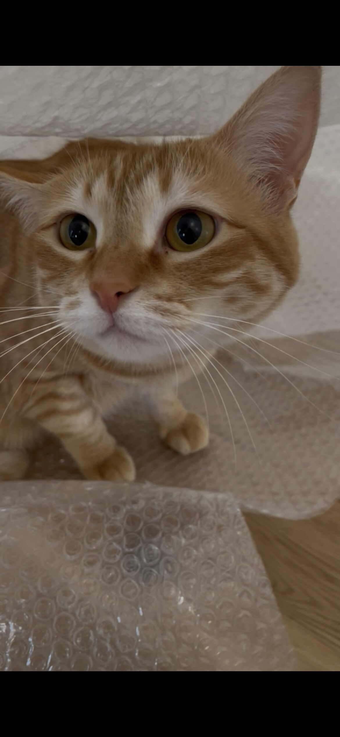 おもちゃやレーザーポインターを追ってクラッキングする茶トラ猫おもち