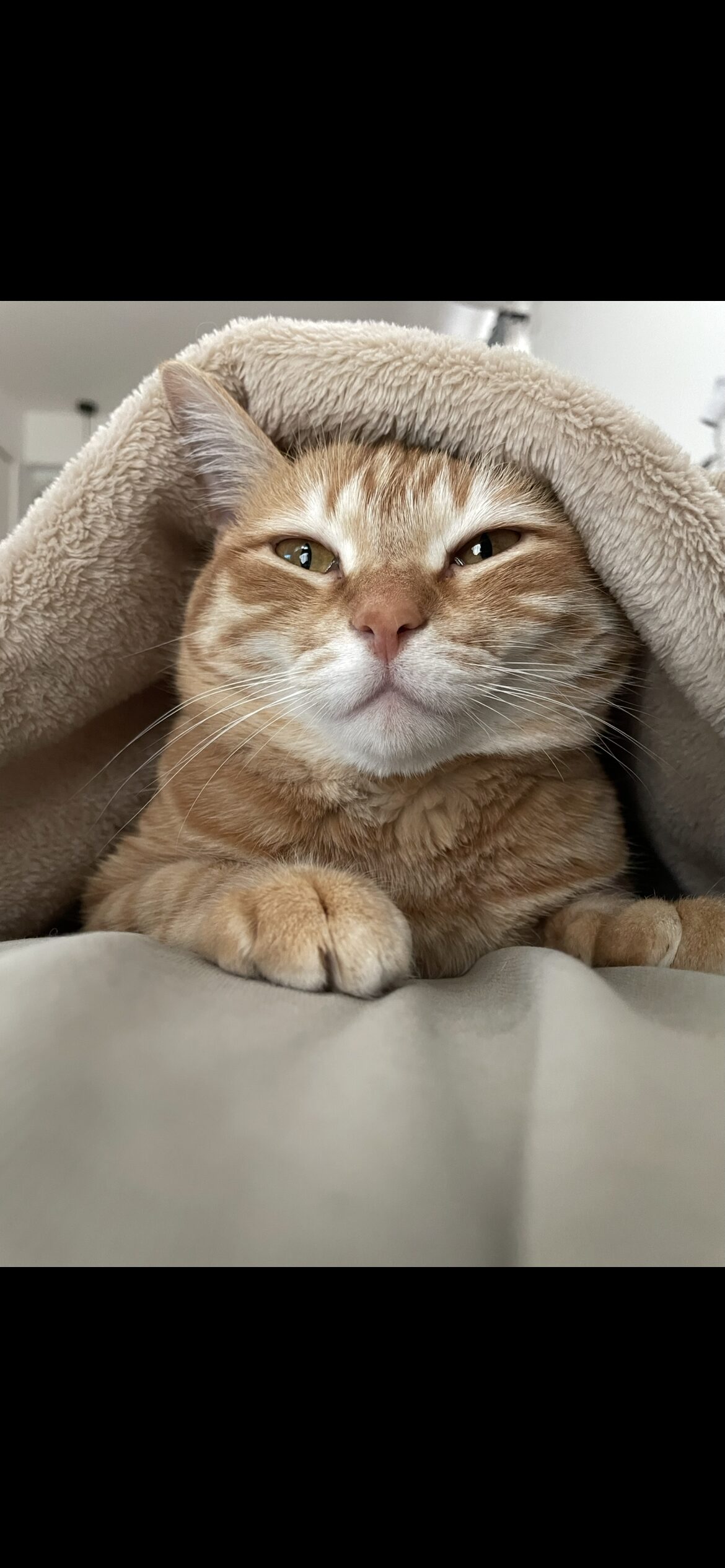 飼い主とアイコンタクト・スローブリンクで愛情を伝える茶トラ猫おもち