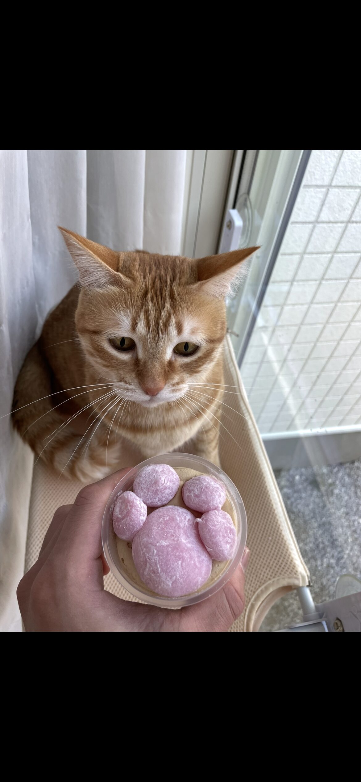 集中して獲物を狙う茶トラ猫おもち(瞳孔が縦に細くなる興奮・警戒モード)