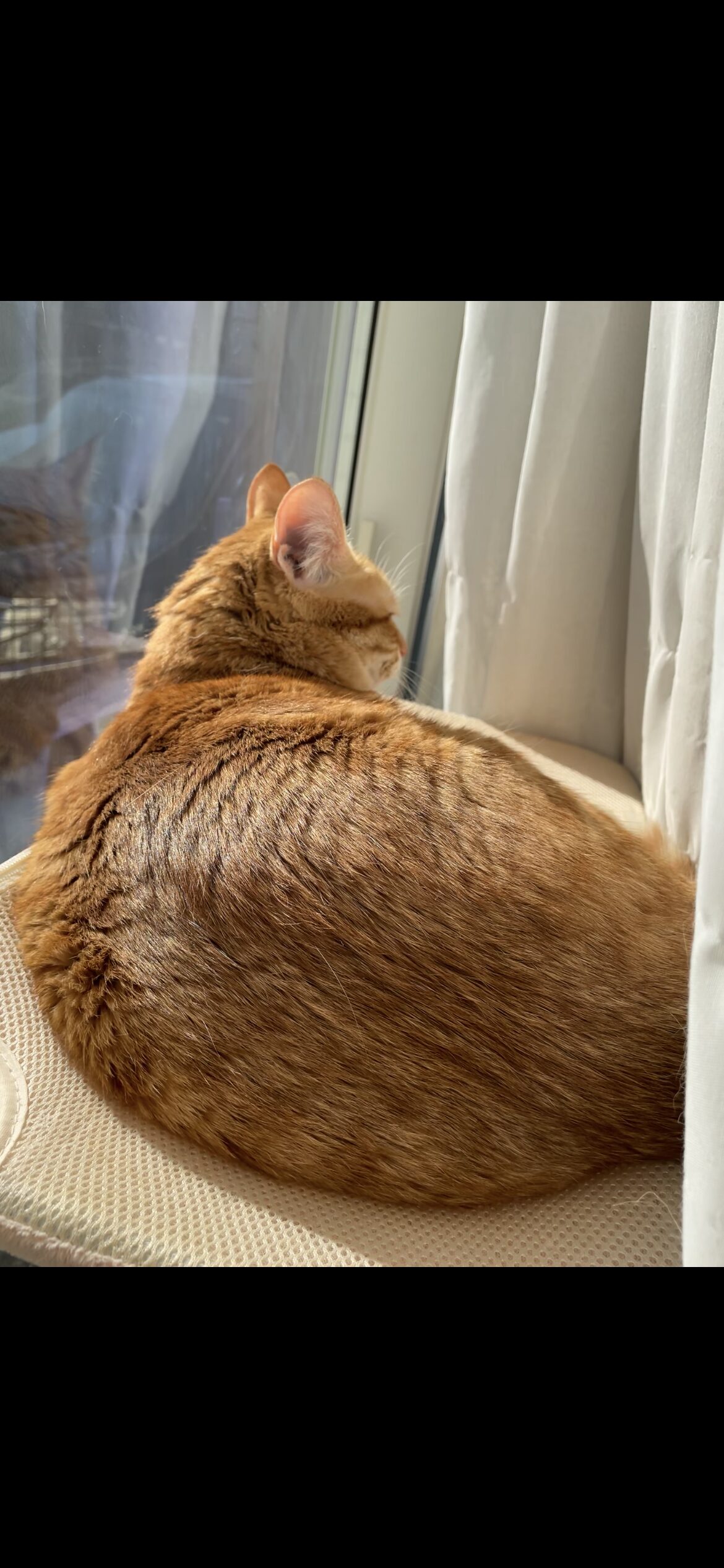 窓辺で外をぼーっと眺める茶トラ猫おもち(通行人ガン無視)
