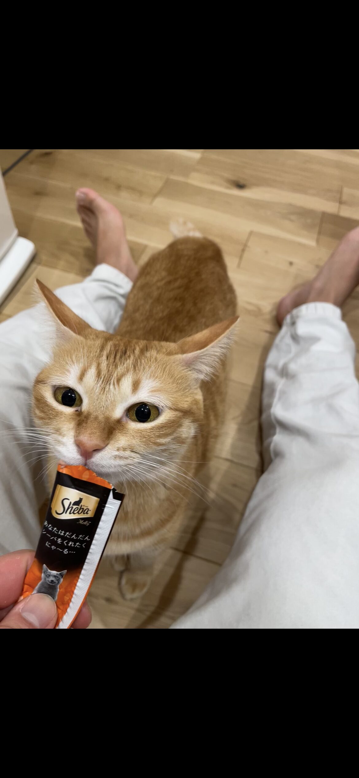 チュールを食べる茶トラ猫おもち(病院ストレス軽減のチュール作戦)