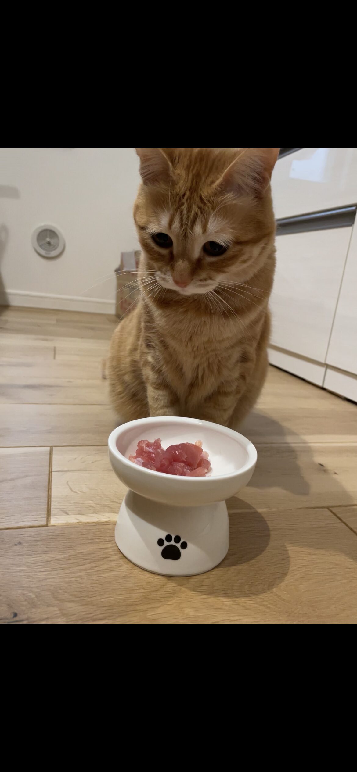 ご飯催促や甘えのサインを送る茶トラ猫おもち