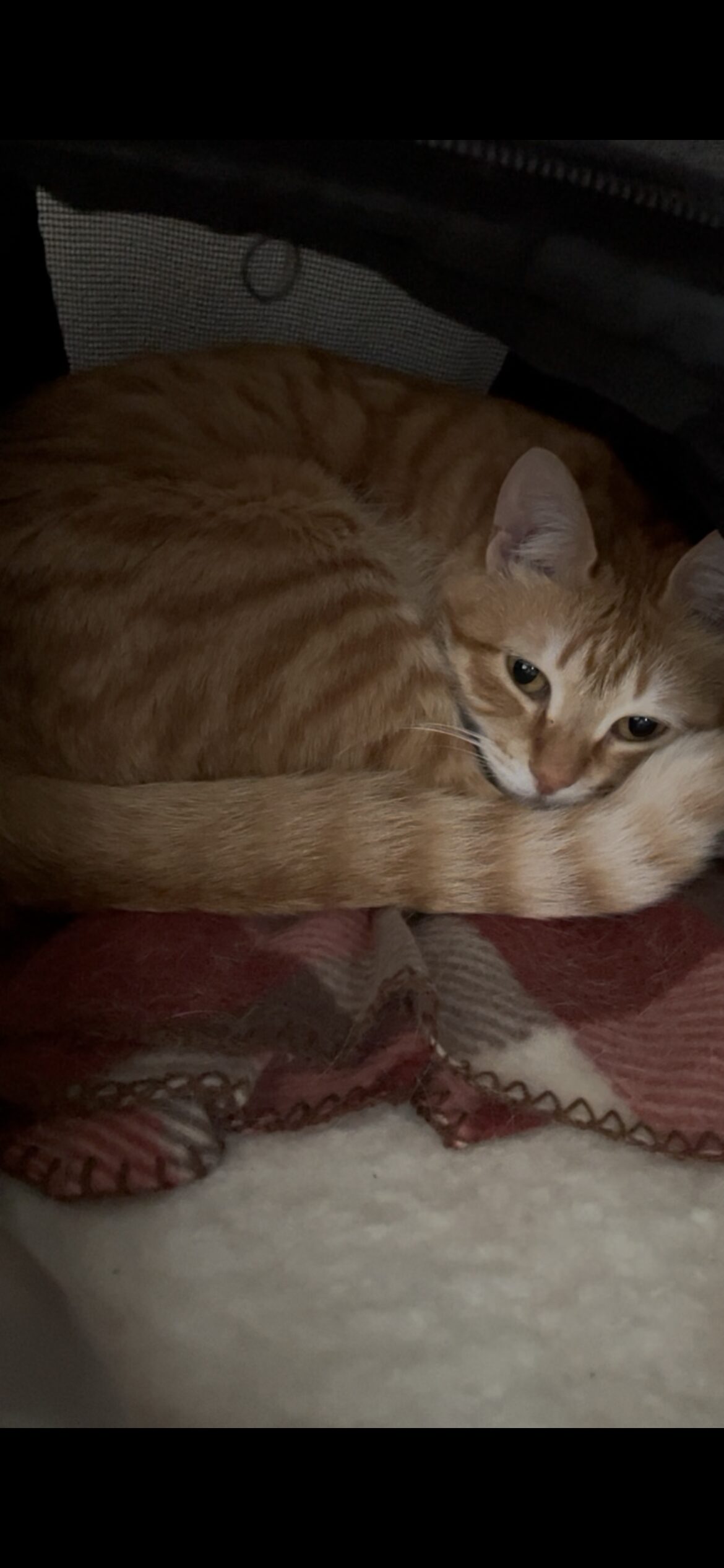 キャリーバッグから出て警戒する茶トラ猫おもち(病院嫌いの4歳猫)