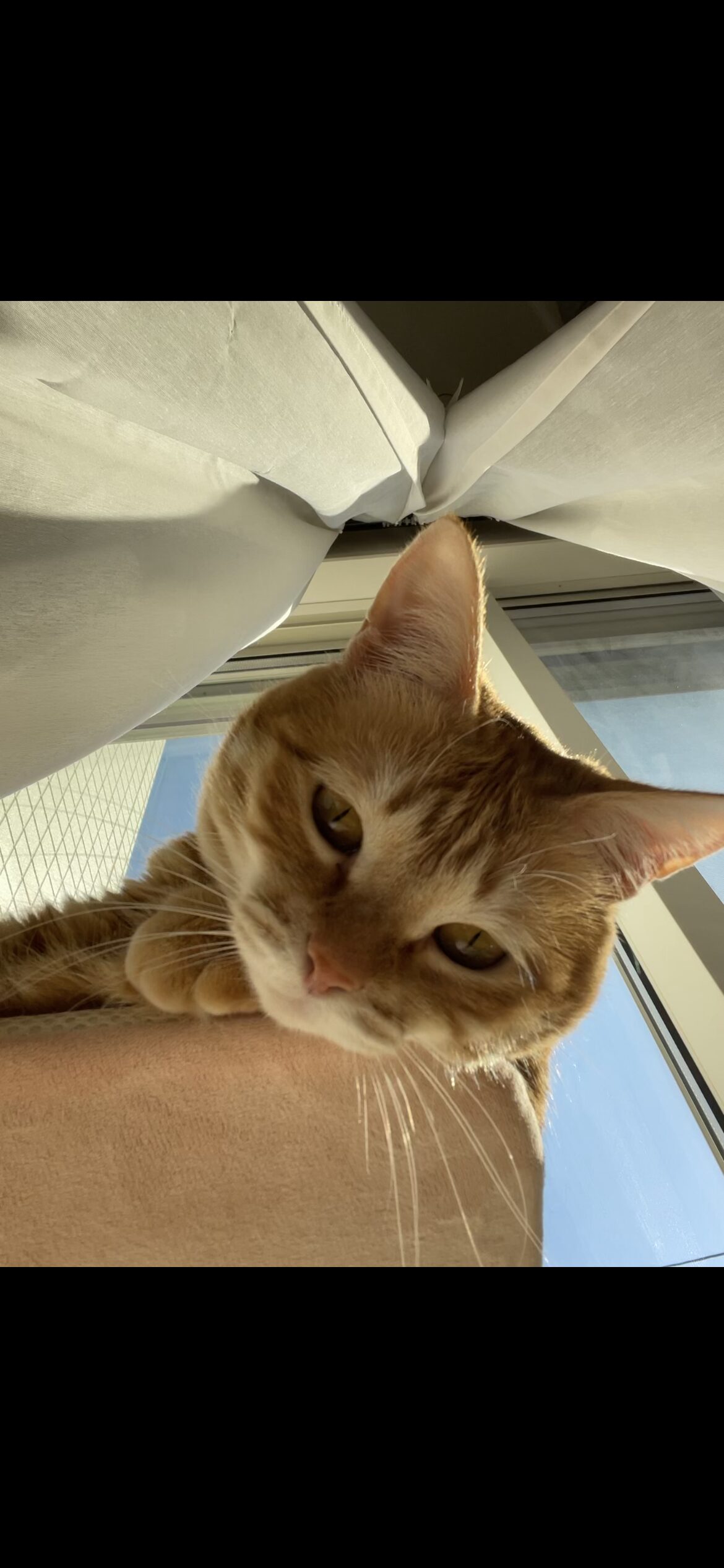 窓ハンモックから外を観察する茶トラ猫おもち(狩猟本能スイッチON)