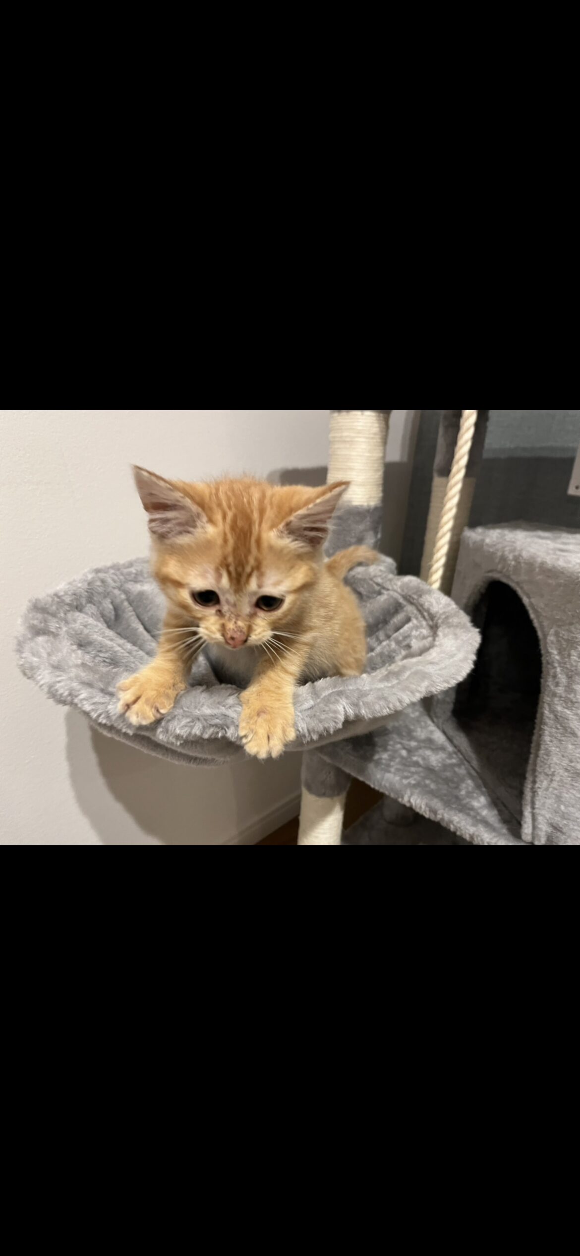 高い場所が大好きな茶トラ猫おもち(猫が高いところに登りたがる理由を解説する記事のメイン画像)