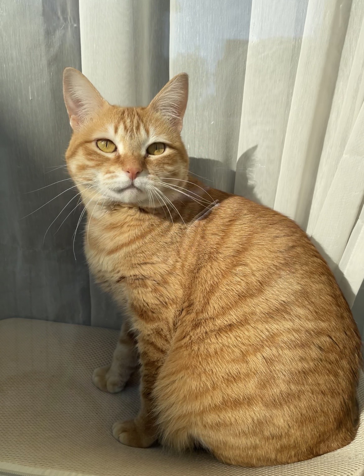 窓の外に集中する茶トラ猫おもち（狩猟本能スイッチON）