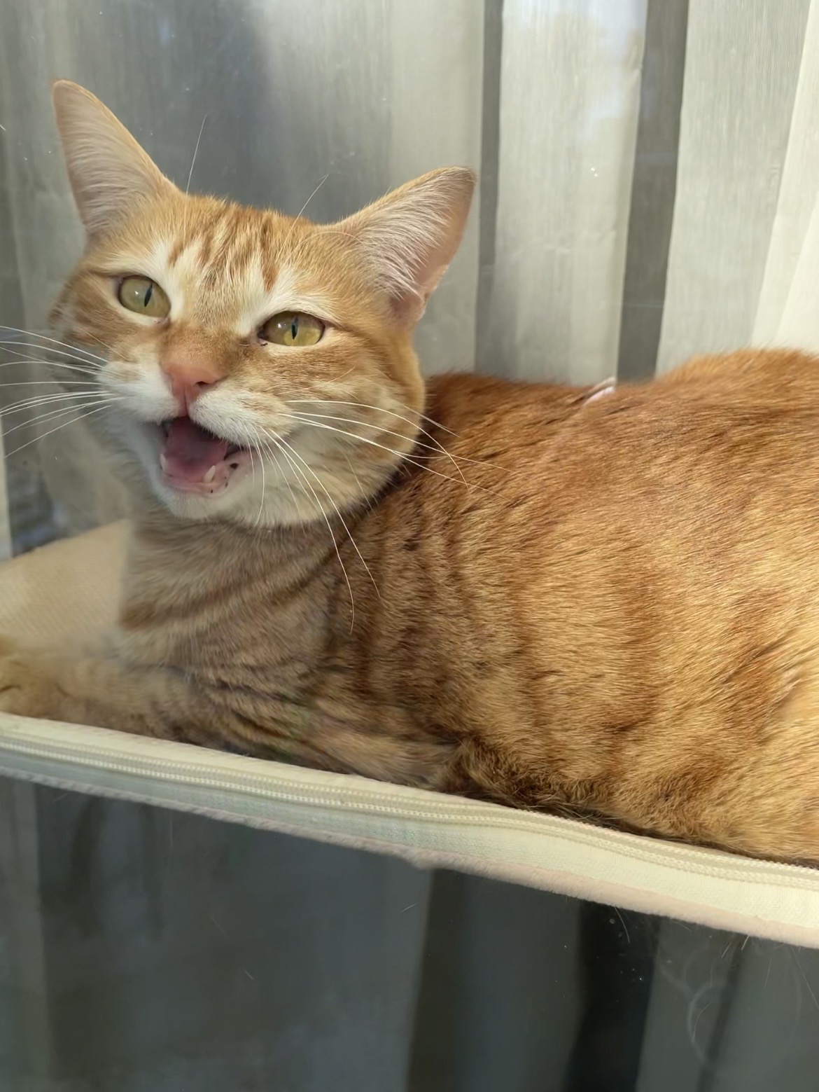 鳥や虫を見つけてクラッキングする茶トラ猫おもち（カカカ・ケケケの興奮顔）