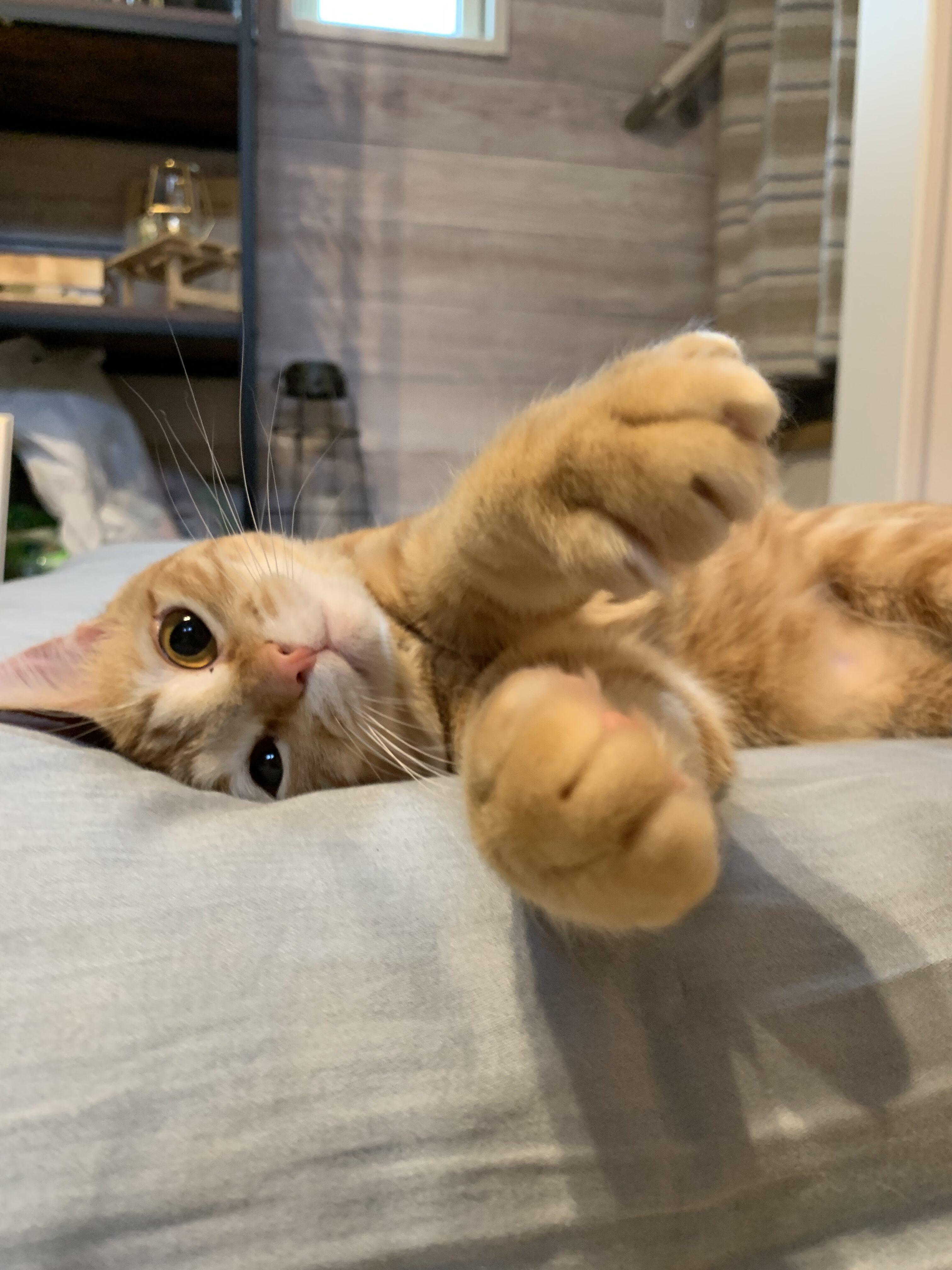 トイレ周りで落ち着いてくつろぐ茶トラ猫おもち