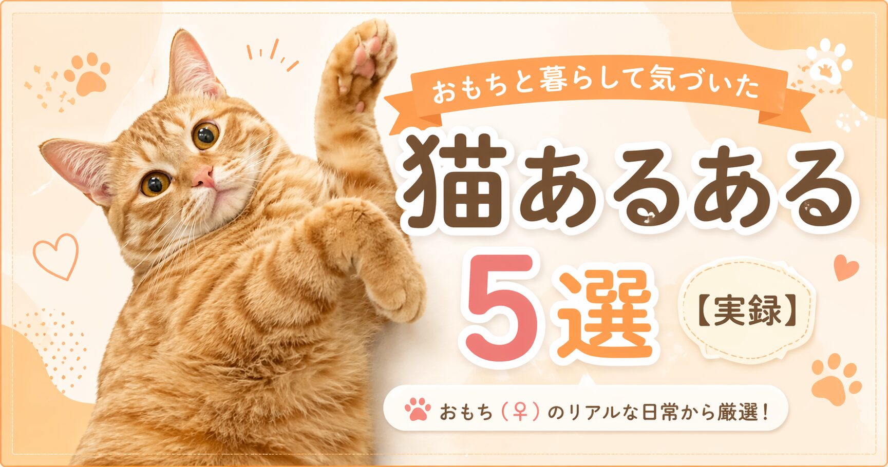 茶トラ猫おもちの日常風景