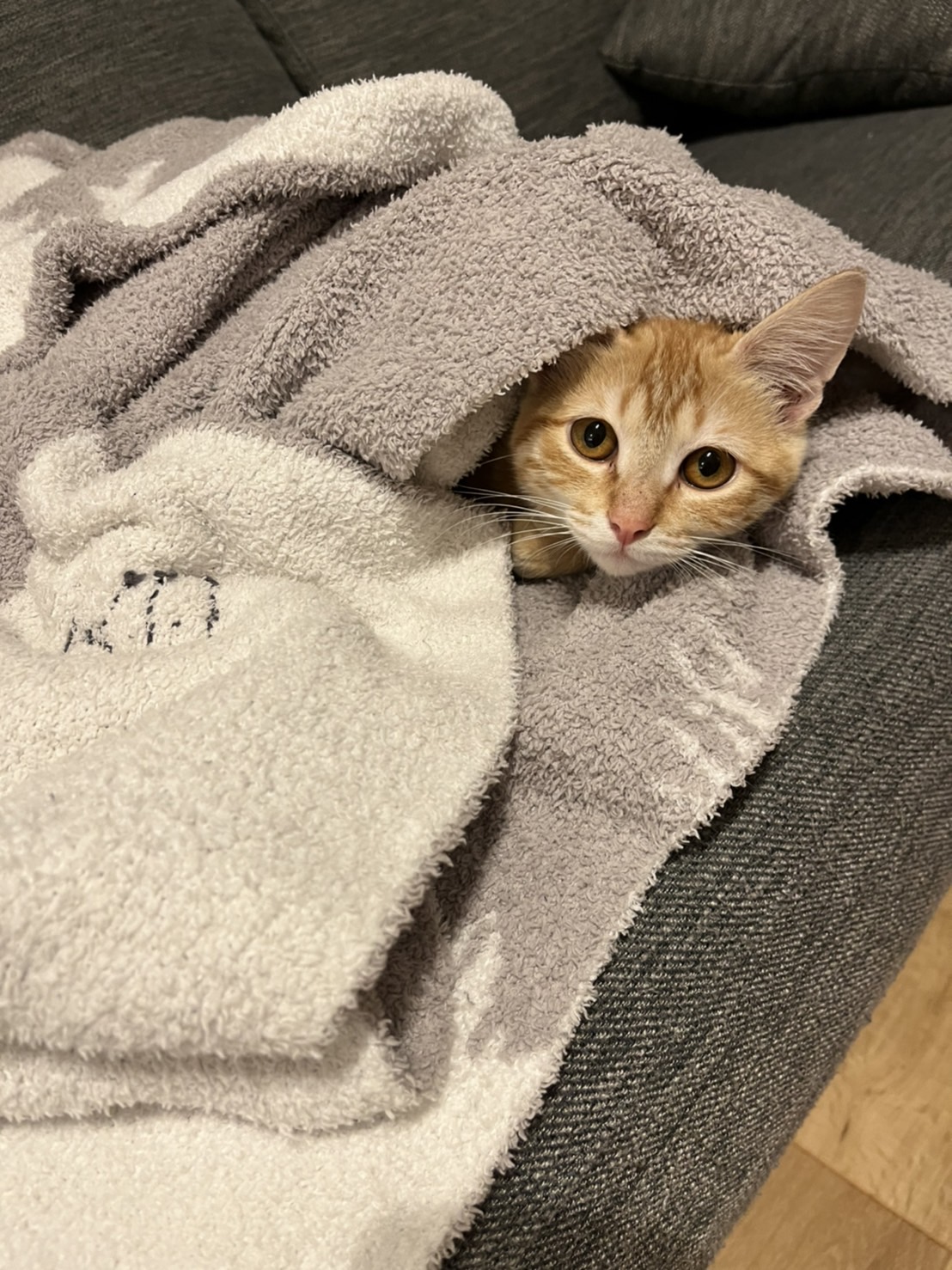 動物病院が苦手で耳を寝かせるビビり顔の茶トラ猫おもち