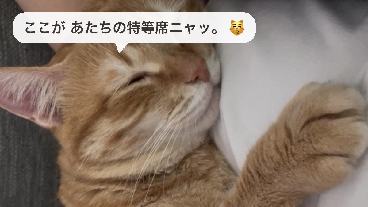 飼い主の腕にくっついて眠る茶トラ猫のおもち。吹き出しは、ここがあたちの特等席ニャッ。